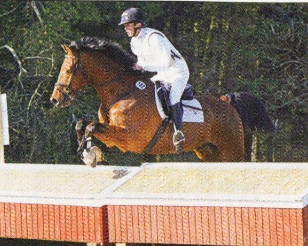 jumper Passier 3 (Holsteiner, 2001, from Parco xx) jumper Passier 3 (Holsteiner, 2001, from Parco xx)