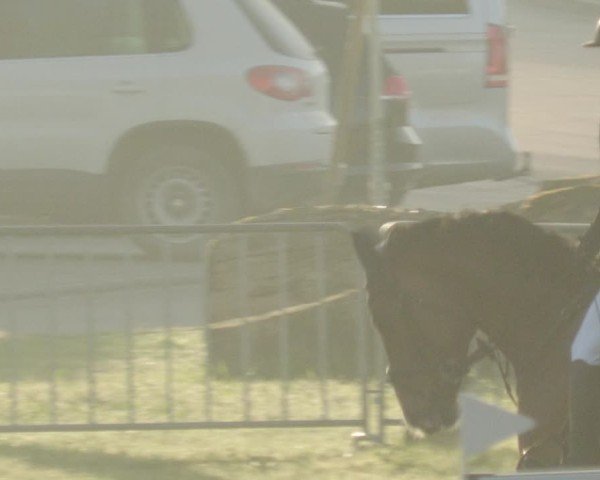 Reitturnier Meißenheim 2025