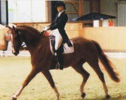 Pferd Reggani (Hannoveraner, 1996, von Regazzoni)