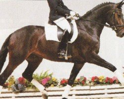 dressage horse Der Gentleman (Oldenburg, 2004, from Dimension)