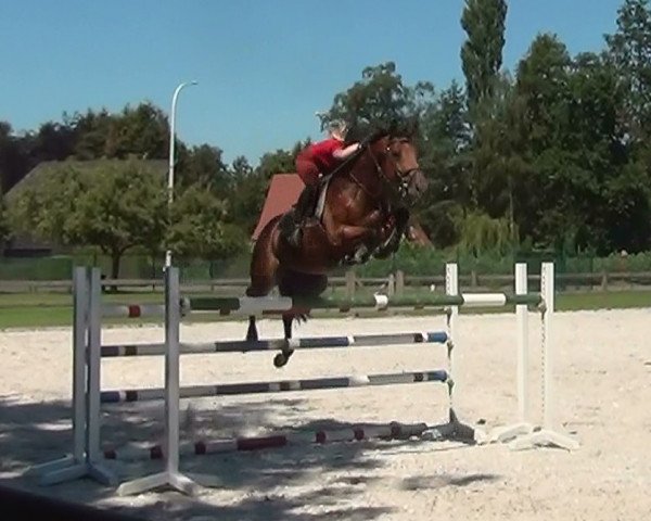 horse Mille Dorado van de Claevervallei (Belgian Warmblood, 2012, from Eldorado van de Zeshoek)