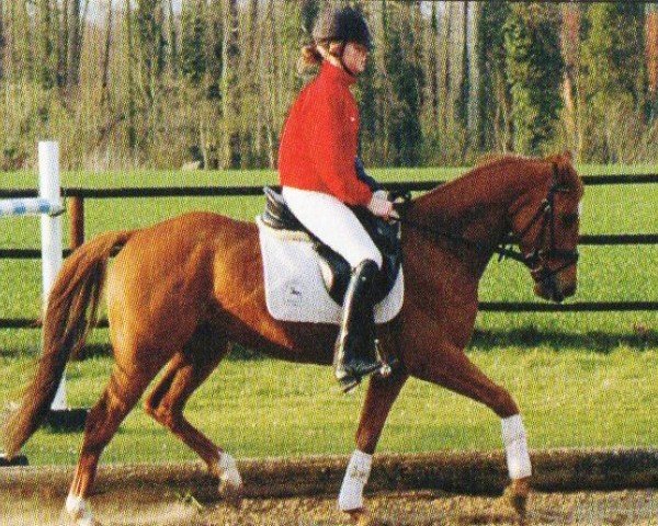jumper Mondego 26 (German Riding Pony, 2002, from Marsvogel xx)