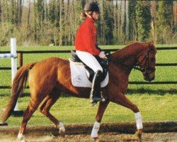 jumper Mondego 26 (German Riding Pony, 2002, from Marsvogel xx)