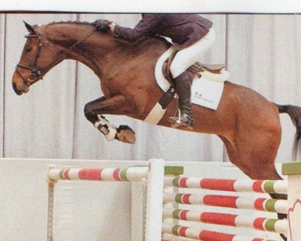 Pferd La Corona (Westfale, 2003, von Lenardo)