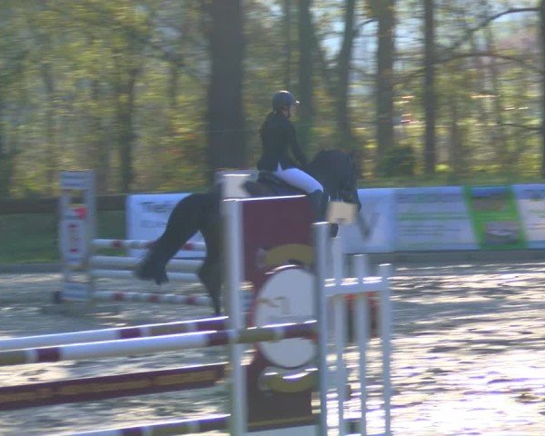 Reitturnier Rhede 2025
