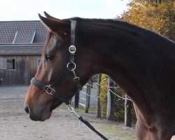 broodmare Rebecca 389 (Westphalian, 2012, from Rock Forever NRW)