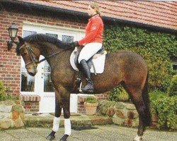 dressage horse Planeta 4 (Rhinelander, 2003, from Prado)