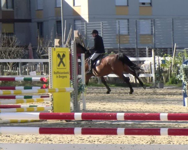 Reitturnier Bregenz 2025