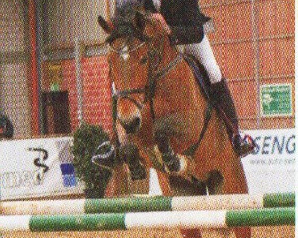 jumper Cockney 19 (Oldenburg, 2001, from Concept)