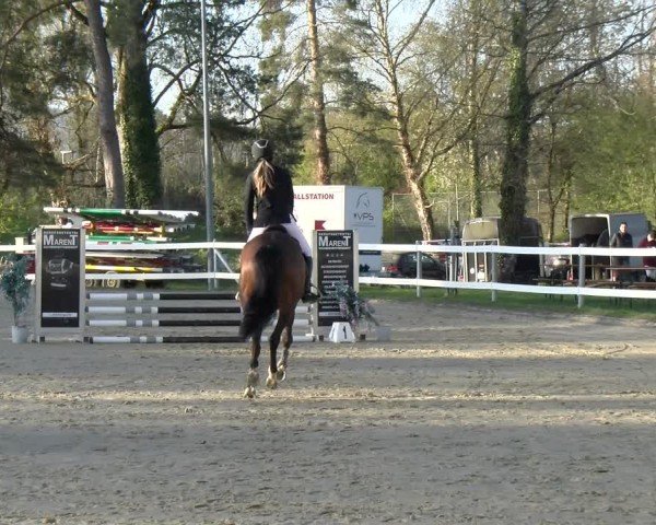 Reitturnier Bregenz 2025