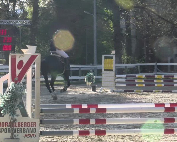 Reitturnier Bregenz 2025
