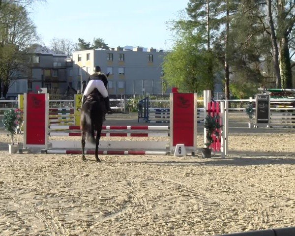 Reitturnier Bregenz 2025