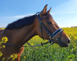 dressage horse AG Tamina (Arabian purebred, 2013, from Kyros II ox)