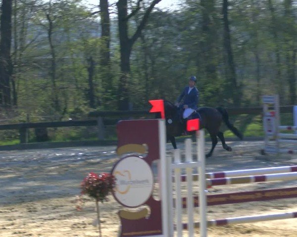 Reitturnier Rhede 2025