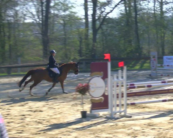 Reitturnier Rhede 2025