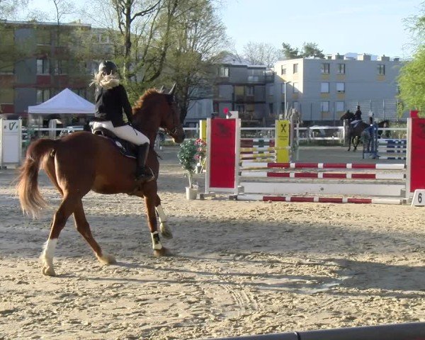 Reitturnier Bregenz 2025