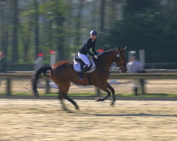 Reitturnier Rhede 2025