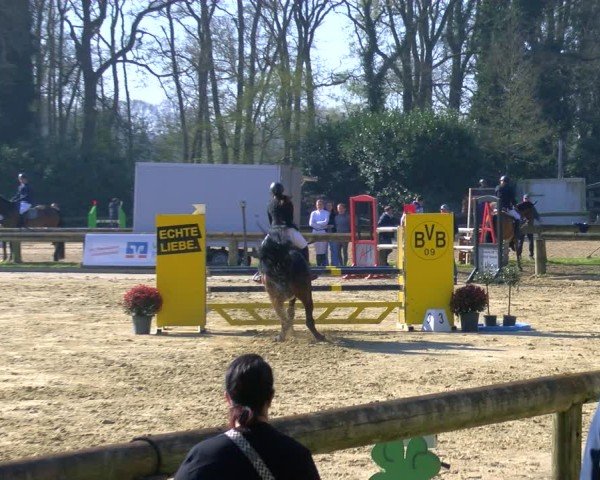 Reitturnier Rhede 2025
