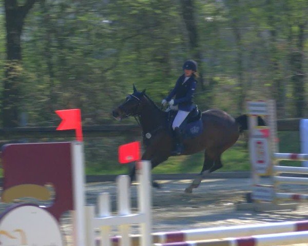 Reitturnier Rhede 2025
