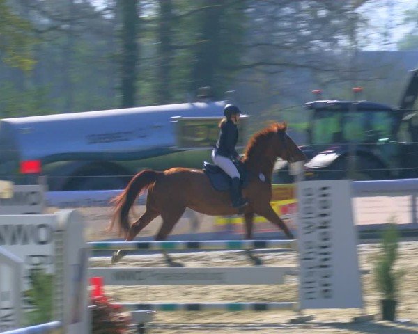 Reitturnier Rhede 2025