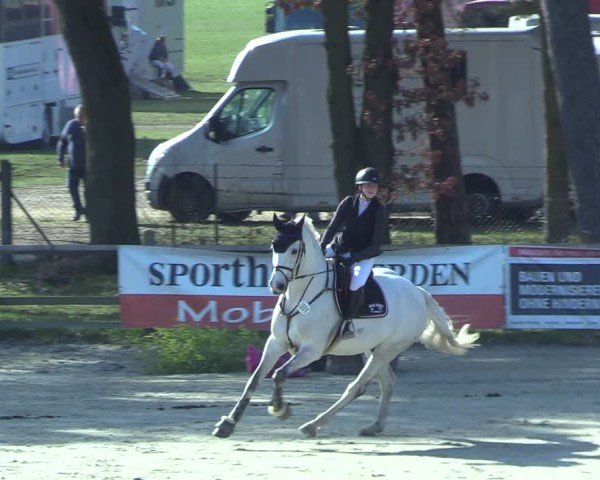Reitturnier Westergellersen 2025