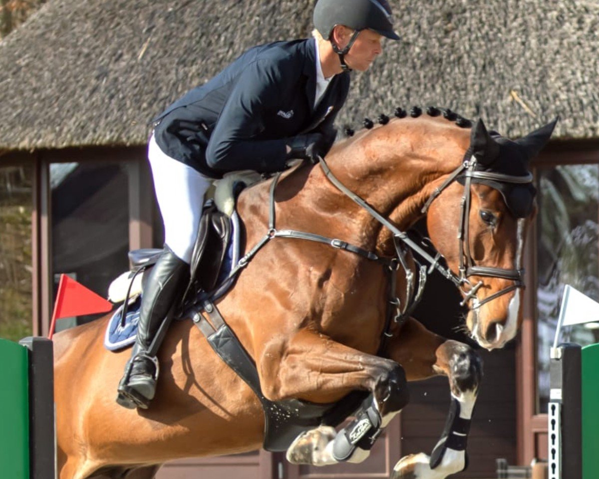 Springpferd Egon von Redentin (Hannoveraner, 2019, von Cornaro 4)
