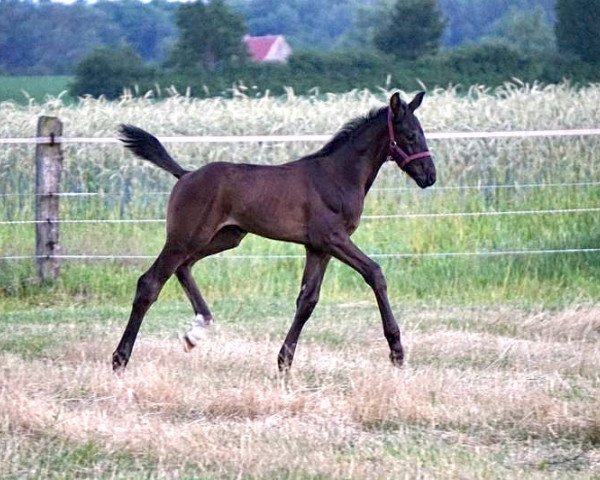 Pferd Delano (Westfale, 2020, von Danestos)