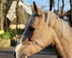 jumper Super Biene Me (German Riding Pony, 2016, from Rheingold)
