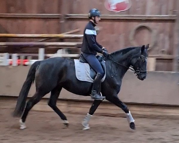 broodmare Silence M (Hanoverian, 2013, from Surprice)