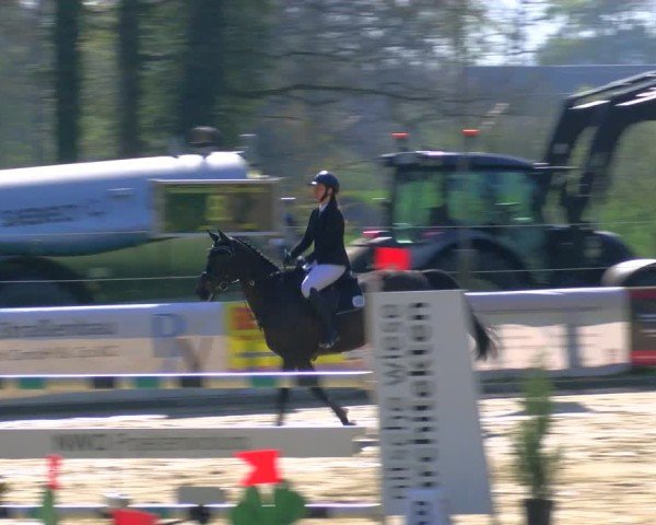 Reitturnier Rhede 2025