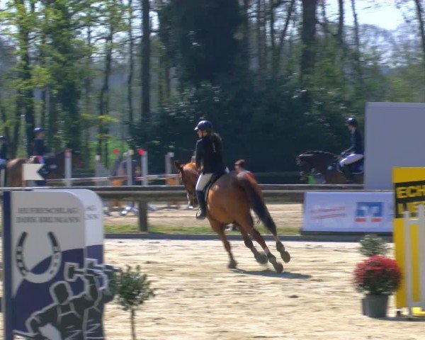 Reitturnier Rhede 2025