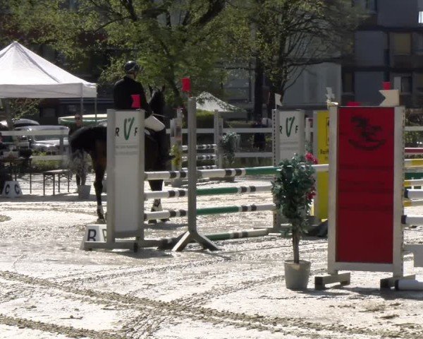 Reitturnier Bregenz 2025