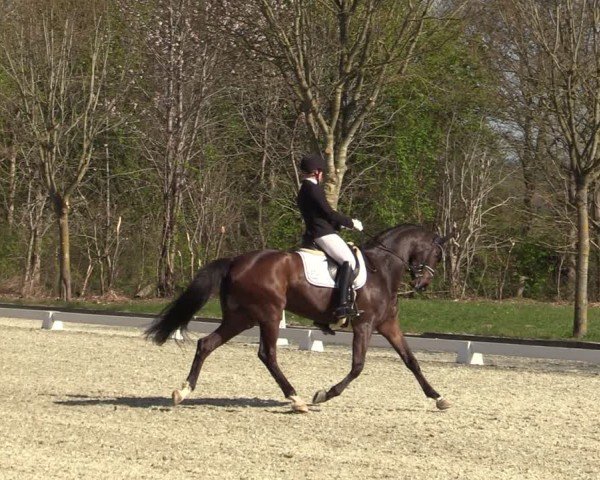 Reitturnier Elmlohe 2025