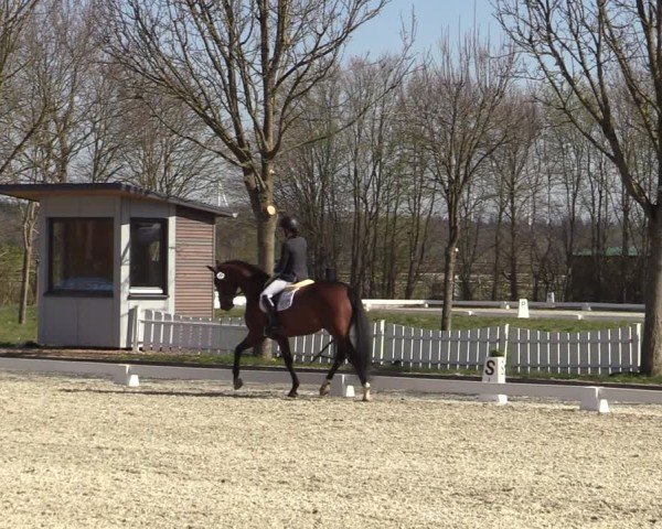 Reitturnier Elmlohe 2025