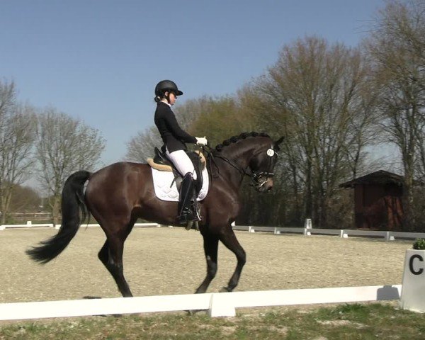 Reitturnier Elmlohe 2025