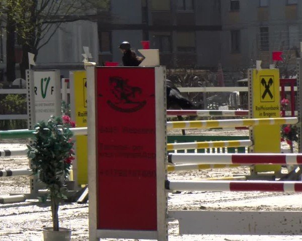 Reitturnier Bregenz 2025