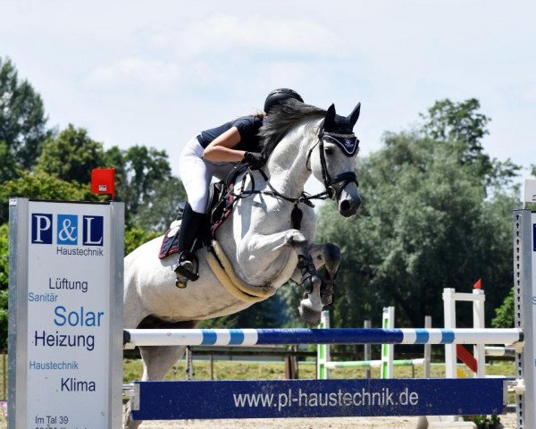 Springpferd Championess (Deutsches Reitpferd, 2012, von Coreggio)