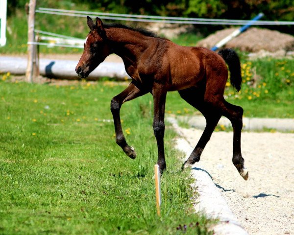 Horse Marrakesh MS (German Sport Horse, 2021, from Min Amun Ms)