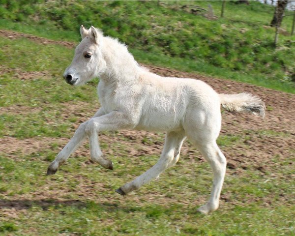 horse Karino (Fjord Horse, 2015, from Kelvin)