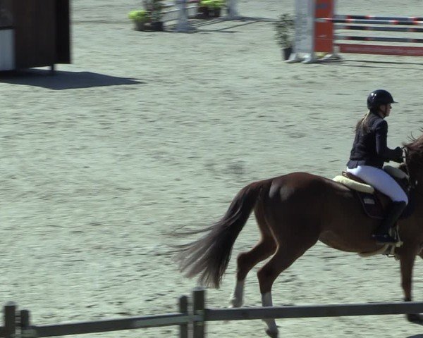 Reitturnier Westergellersen 2025