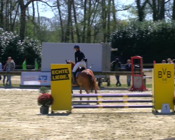 Reitturnier Rhede 2025