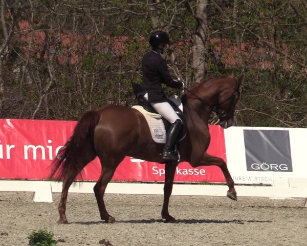 Reitturnier Elmlohe 2025