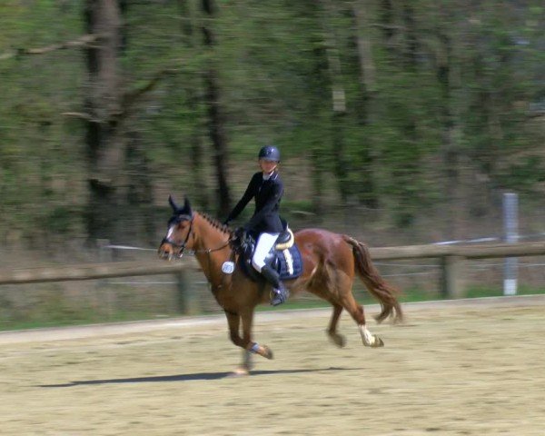 Reitturnier Rhede 2025