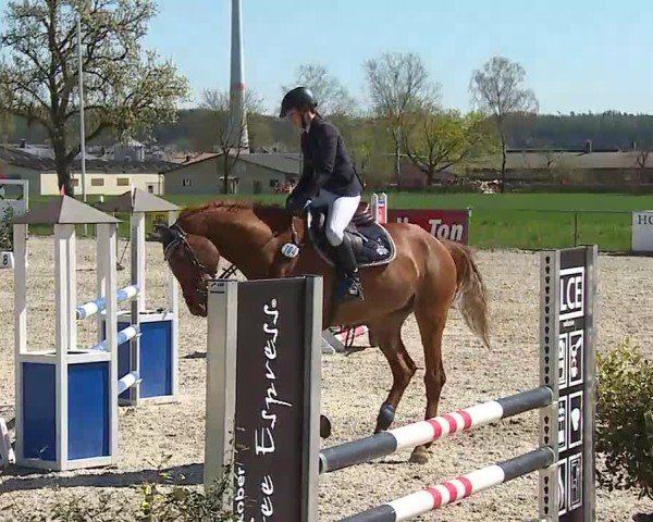 Reitturnier Rot am See- Musdorf 2025