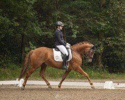 dressage horse Dirty Dancer 24 (German Riding Pony, 2017, from Danny Gold)
