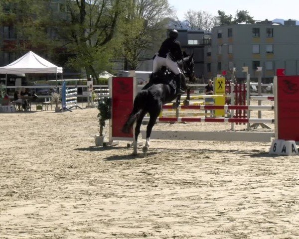 Reitturnier Bregenz 2025