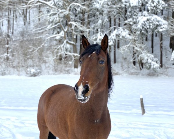 horse Nadjas Freude (Trakehner, 2012, from Freudenfest)