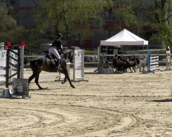 Reitturnier Bregenz 2025