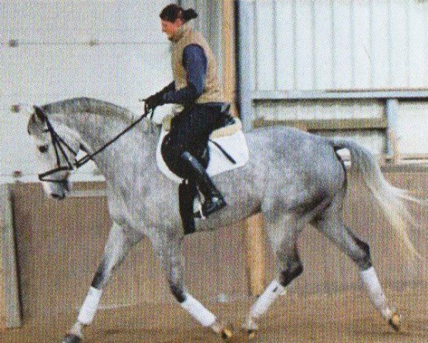 horse Maverick (Mecklenburg, 2000, from Methusalem)