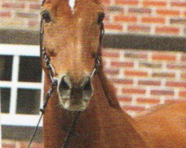 dressage horse Lavantos (Oldenburg, 1997, from Landsieger I) dressage horse Lavantos (Oldenburg, 1997, from Landsieger I)